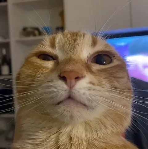 Подозрительный рыжий кот