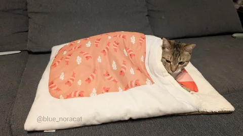 Кот в уютном конверте