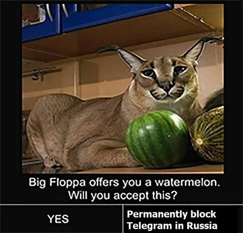 Big Floppa Watermelon Offer