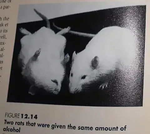 Two Rats, Same Alcohol