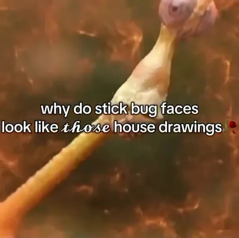 Stick Bug Faces Look Like House Drawings