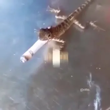 Lizard Smoking Every Day