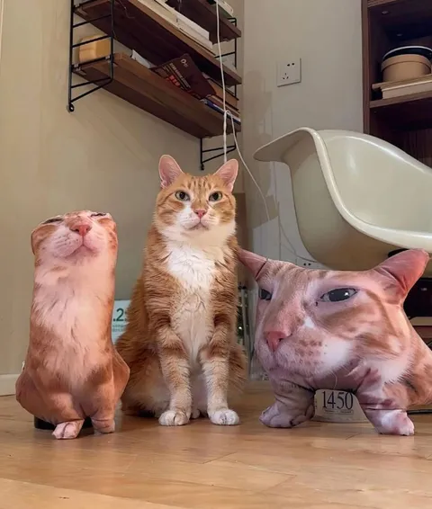 Три очень странных кота