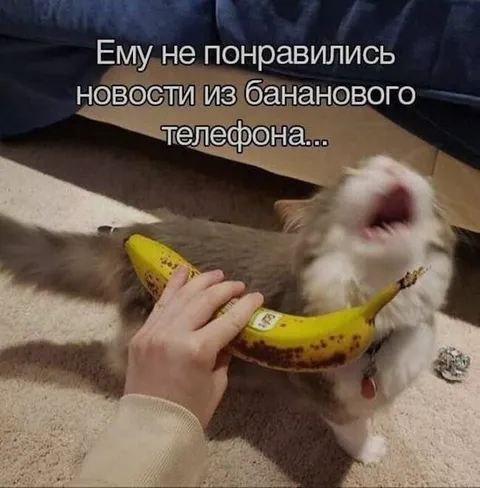 Кот не одобрил банановый телефон