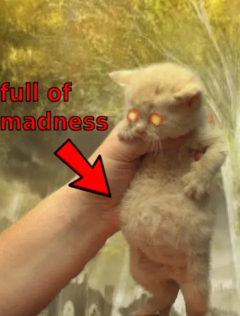 Full of Madness Cat