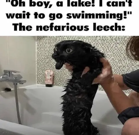 The Nefarious Leech Cat
