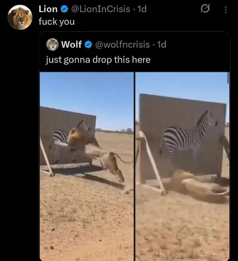 Lion Gets Knocked Out by Zebra