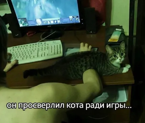 Просверлил кота ради игры