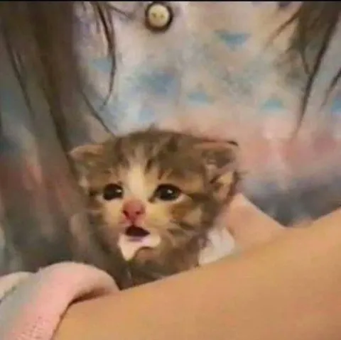 Плачащий котёнок на руках