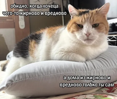 Кот хочет вредного