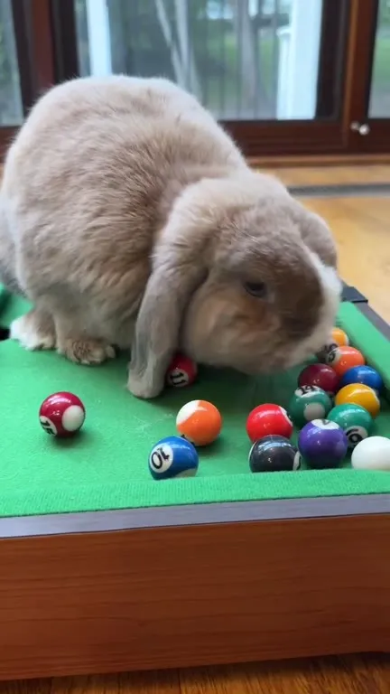 Rabbits Get Their Own Pool Table