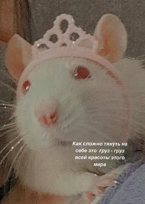 Крыса несёт груз красоты