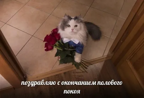 Кот поздравляет с окончанием полового покоя