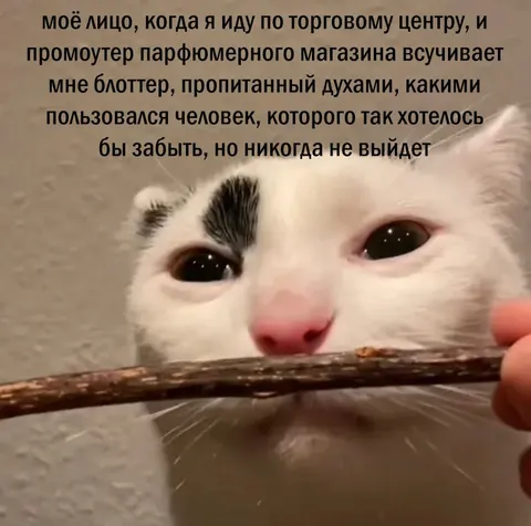 Кот вспоминает запах бывшего
