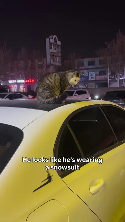 Cat Wearing a Snowsuit