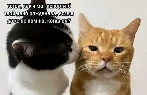 Кот испортил день рождения
