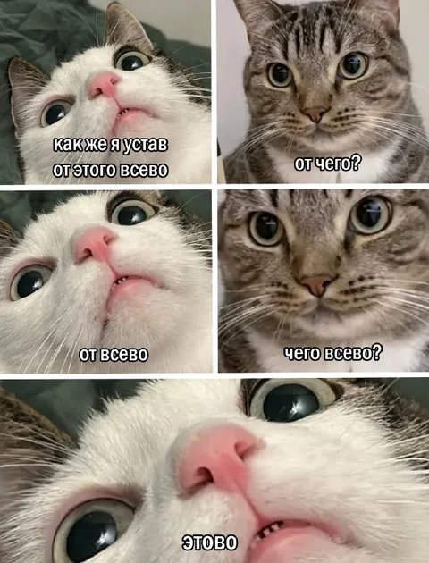 Коты спорят об усталости