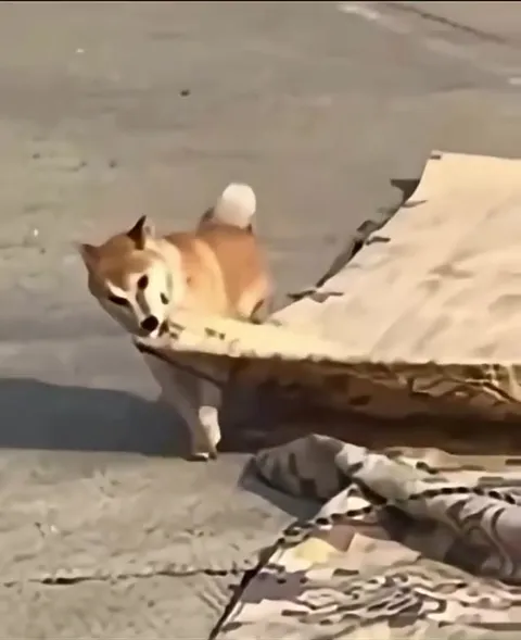 Собака помогает свернуть тент