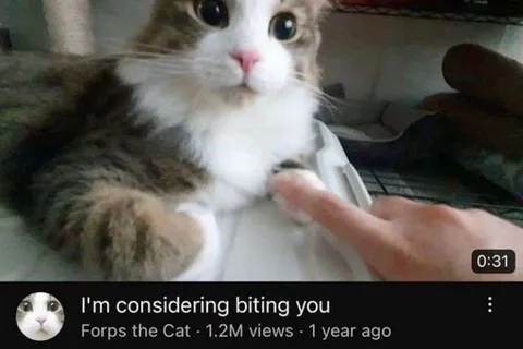 I'm Considering Biting You Cat
