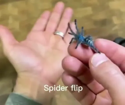 Spider Flip on a Palm
