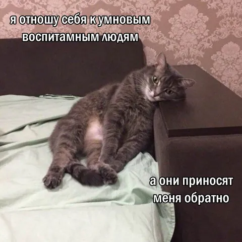 Кот среди воспитанных людей