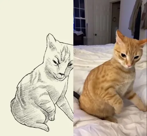 Кот повторяет рисунок