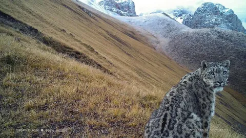 Снежный барс смотрит в камеру