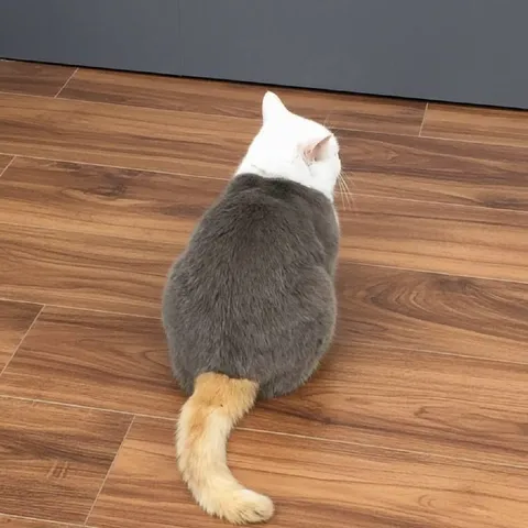 Кот с неожиданным хвостом