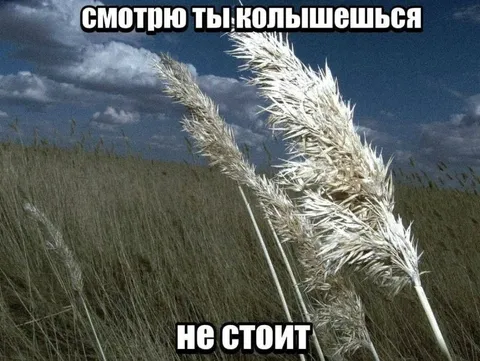 Смотрю ты колышешься