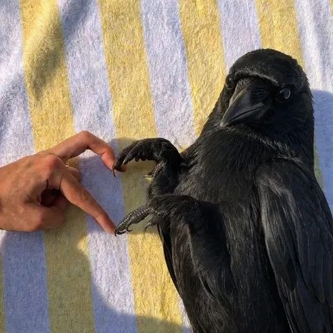 Ворона показывает сердце