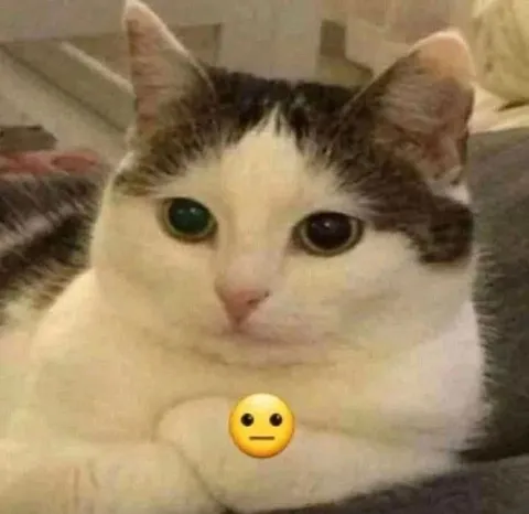 Невозмутимый кот с эмодзи