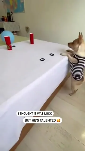 Talented Dog at the Table