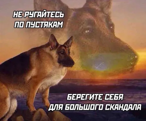 Берегите себя для скандала