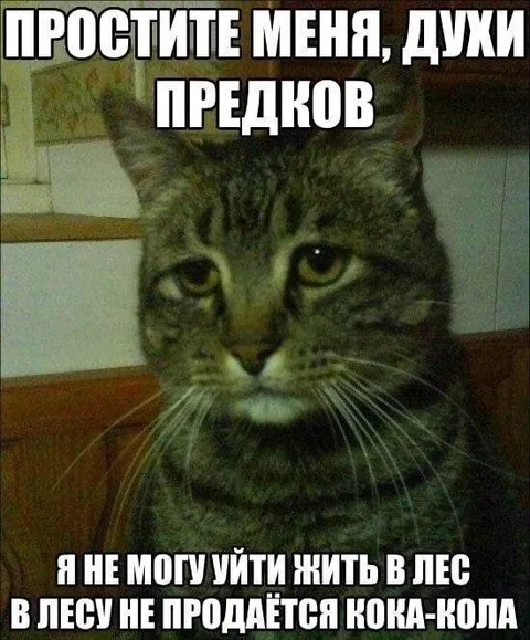 Кот не может жить в лесу