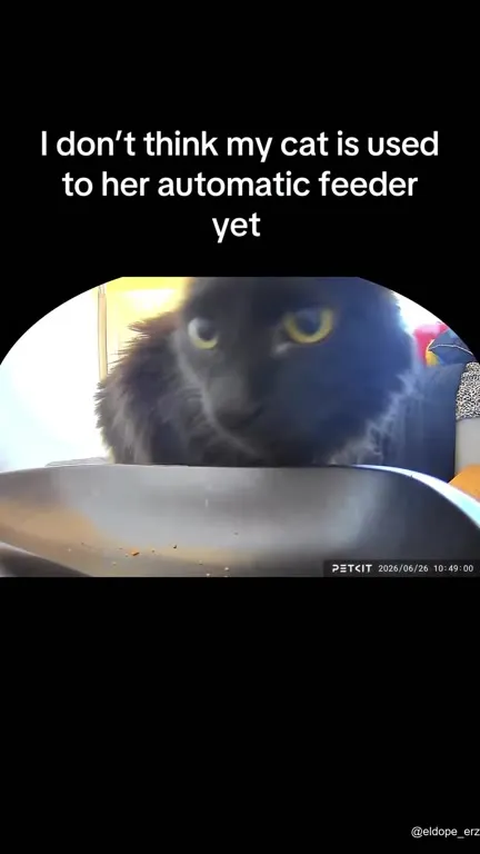 Cat Waits for the Feeder