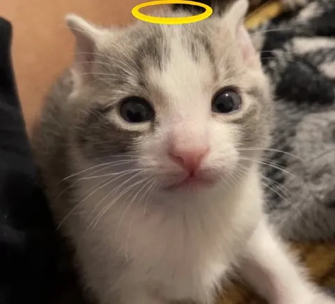 Невинный котёнок с нимбом