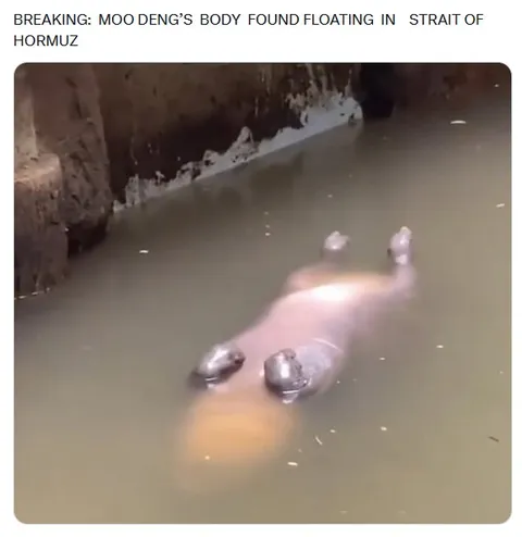 Moo Deng Found Floating