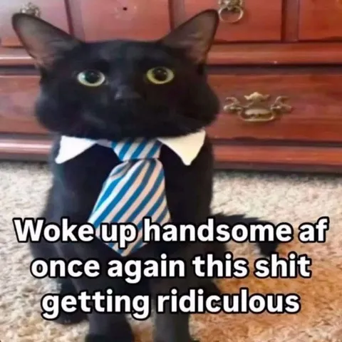 Handsome Cat Wakes Up