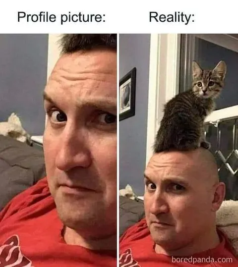 Profile Picture vs Reality Cat