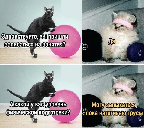 Кот записывается в спортзал