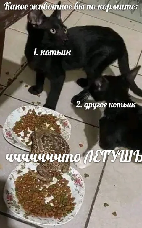 Какое животное покормить