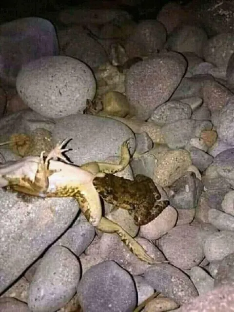 Лягушки устроили борьбу