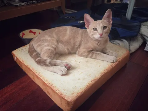 Кот на огромном куске хлеба