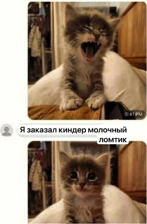 Котёнок и киндер молочный ломтик