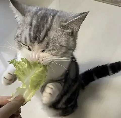 Кот ест салат