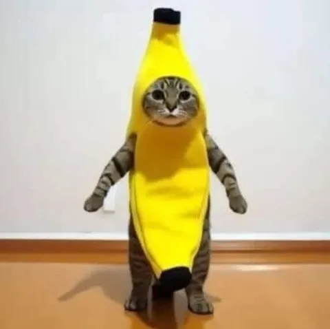 Кот в костюме банана