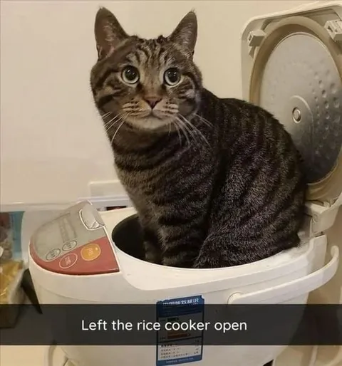 Cat in the Rice Cooker