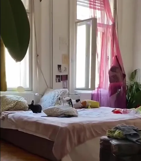 Котёнок пристаёт к кролику