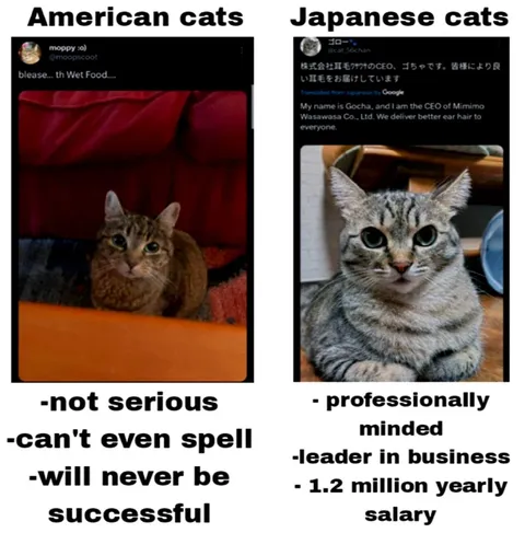 American Cats vs Japanese Cats