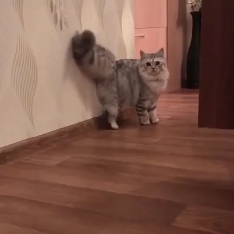 Кот крадётся за угол